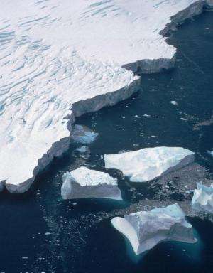 Antarctic species dwindle as icebergs batter shores year-round