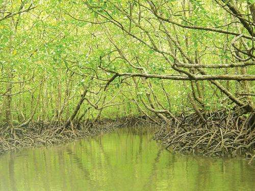 Antibiotics from mangroves