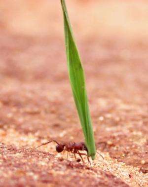 Ants shape their thoraces to match the tasks they perform