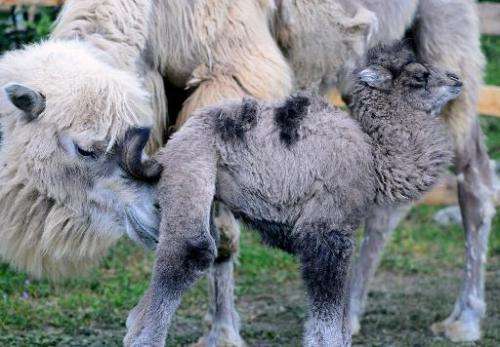 A one-week young camel, named Ilias, and its eight-year old mother, Iris, are pictured in Budapest Zoo and Botanic Garden on Apr
