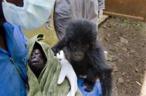 A pair of baby gorillas are seen at Democratic Republic of Congo's Virunga National Park, on September 22, 2012