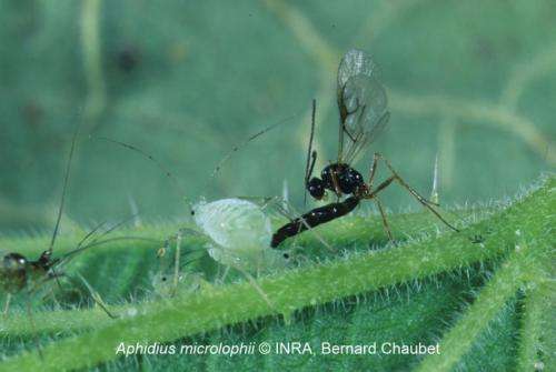 A parasitic wasp lays its egg inside an aphid