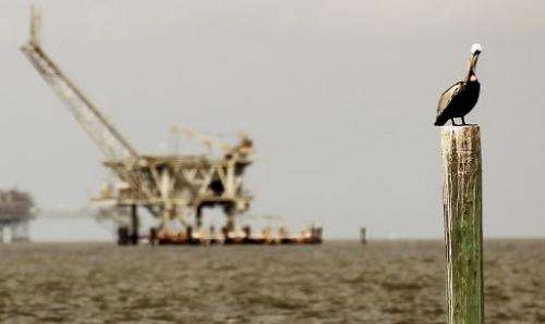 A pelican rests on a piling with an oil rig in the background April 18, 2011 in Dauphin Island, Alabama