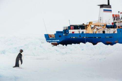 A penguin stands near the MV Akademik Shokalskiy (R), shown stuck in the ice off East Antarctica, December 31, 2013