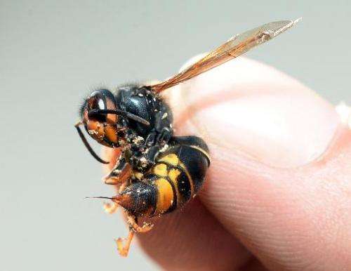 A person holds an Asian hornet, with its stinger poking out, in Saint-Paul-les-Dax, southwestern France, on August 5, 2014