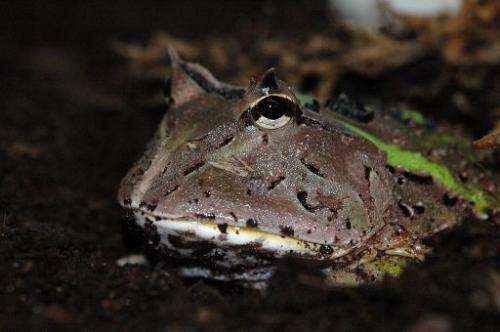 A photo obtained from the Christian-Albrechts-Universitat of Kiel shows a South-American horned frog (genus Ceratophrys), waitin