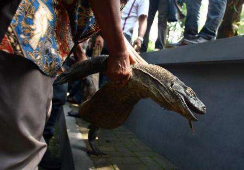 A plain-clothes policeman holds a dead komodo dragon, at Surabaya zoo in East Java, Indonesia, on February 1, 2014