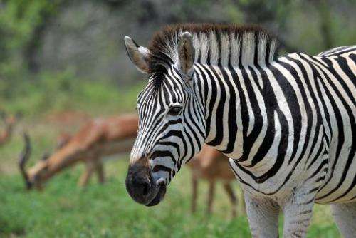 A plains zebra in the Kruger National Park near Nelspruit, South Africa, on February 6, 2013