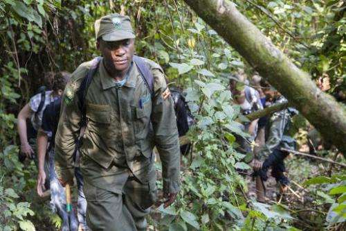 A ranger guides a group of tourists through Bwindi Impenetrable National Park, in Uganda, on May 24, 2014, as they go gorilla tr