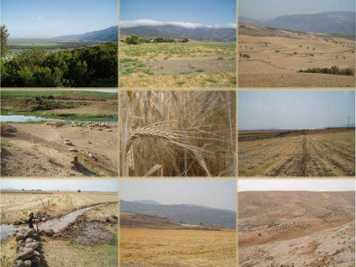 Archaeobotanists probe ancient grains to map drought stress, human responses in Ancient Near Eastern societies