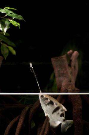 Archerfish target shoot with 'skillfully thrown' water