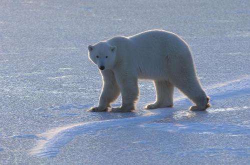 Arctic conditions may become critical for polar bears by end of 21st century