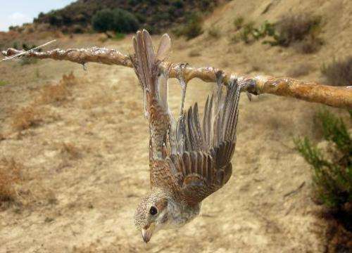 A red-backed shrike (Lanius Collurio) is seen being caught on a lime stick trap, in the Larnaca district of Cyprus, on September
