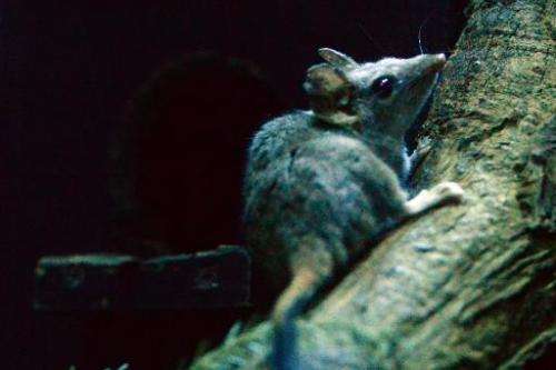 A red-tailed phascogale is seen in its enclosure at Taronga Zoo in Sydney on May 7, 2014