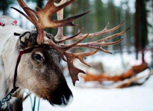 A Reindeer is seen in the Finnish Lapland, on December 15, 2011