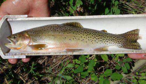 Are Montana's invasive fish in for a shock?