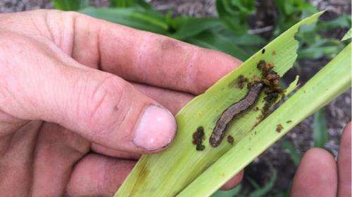 Armyworms develop resistance to Bt corn