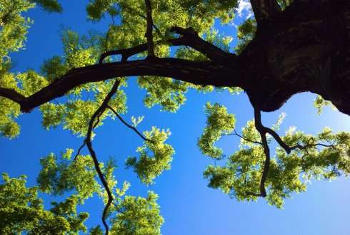 Arnhem plants the world’s first ‘urban climate tree’