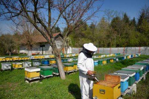 A Romanian bee keeper is seen checking hives near Bucharest, on April 4, 2014