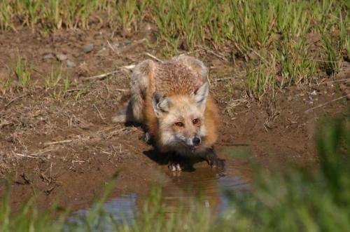 Around the world in 400,000 years: The journey of the red fox