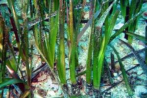 Artificial anchor secures seagrass rehabilitation efforts