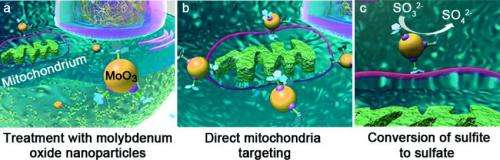 Artificial enzyme mimics the natural detoxification mechanism in liver cells