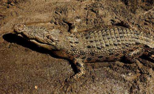 A saltwater crocodile lies on the banks of the Adelaide river near Darwin in Australia's Northern Territory
