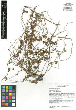 A sand-dwelling new species of the moonseed plant genus Cissampelos from the Americas