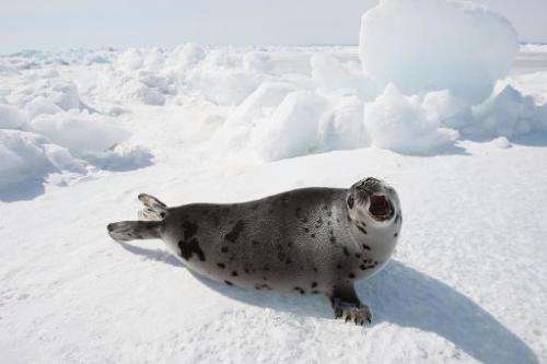 A seal pup lays on an ice floe on March 31, 2008 in the Gulf of Saint Lawrence near Charlottetown, Canada during the country's a