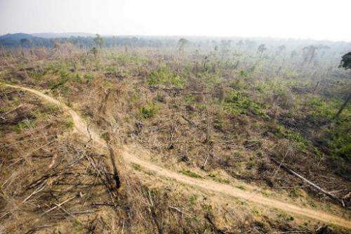 A sector of the Amazon forest, in the state of Para, Brazil, that was illegally deforested, November 29, 2009
