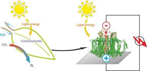 A semi-artificial leaf faster than 'natural' photosynthesis