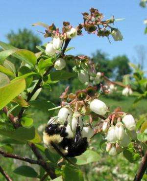 As hubs for bees and pollinators, flowers may be crucial in disease transmission