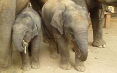 Asian elephants that reproduce at a younger age are more likely to die younger