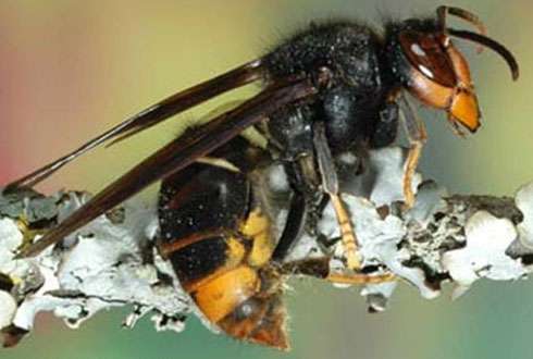 Asian hornet hasn't yet spread from France to the U.K.