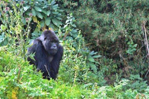A silverback mountain gorilla at the Volcanoes National Park in northern Rwanda on September 3, 2014