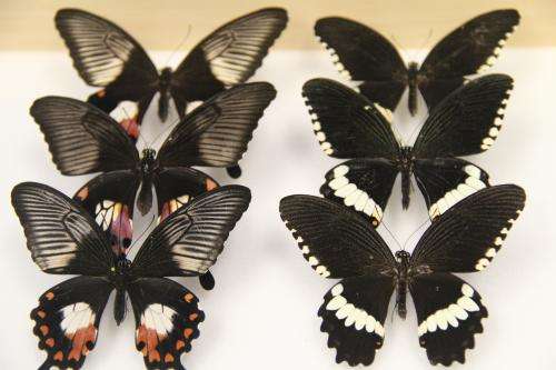 A single gene, doublesex, controls wing mimicry in butterflies