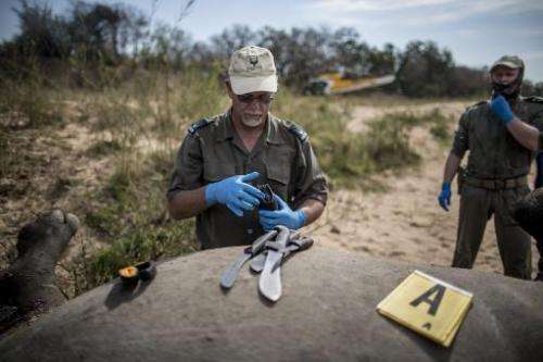 A South African Park authority ranger prepares tools to open the carcass of a poached and mutilated white rhino as forensic inve