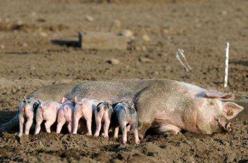A sow feeds her piglets on a free range pig farm near Dorum, northeastern Germany, on April 16, 2014