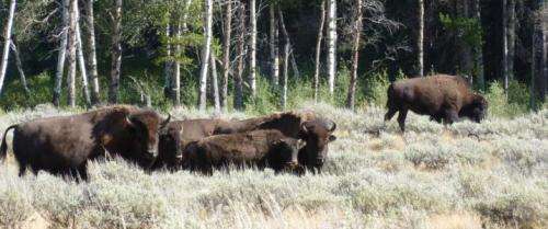 Aspen recovering as wildlife populations shift in Yellowstone National Park