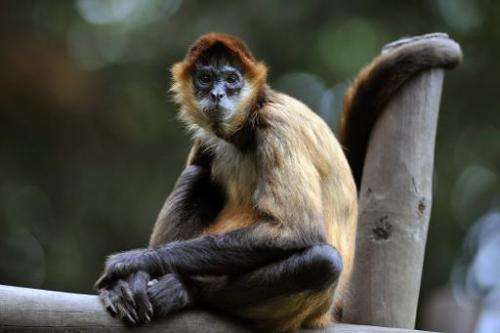 A Spider Monkey sits in an enclosure at the Simon Bolivar Zoo in San Jose, Costa Rica on July 28, 2013