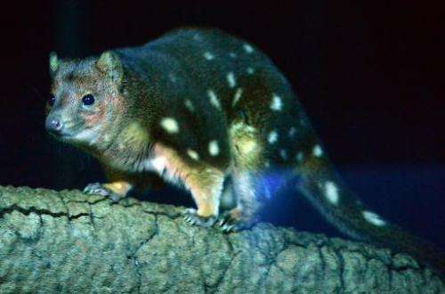 A spotted quoll is seen in its enclosure at Taronga Zoo in Sydney on May 7, 2014