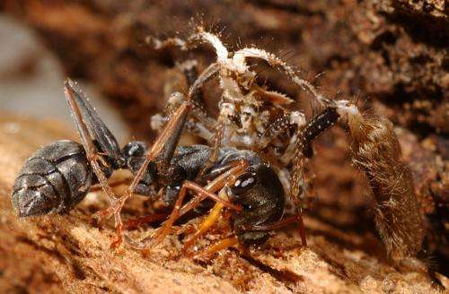 Assassin bug uses a ‘slight of leg’ to deceive and subdue physically superior prey