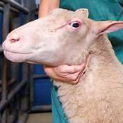 Assessing stress in trucked sheep