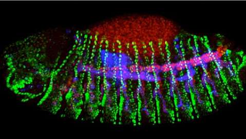 A study using Drosophila flies reveals new regulatory mechanisms of cell migration