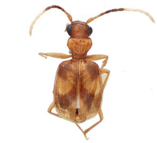 A synopsis of the carabid beetle tribe Lachnophorini reveals remarkable 24 new species