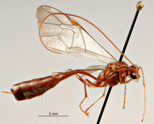 A taxonomic toolkit ends a century of neglect for a genus of parasitic wasps