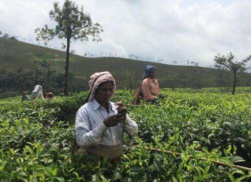 A tea estate worker receives an SMS alert on an estate in a remote location in Valparai, in southern India's Tamil Nadu state, o