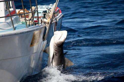 A the Sea Shepherd Australia/ Animal Amnesty photo shows a tiger shark being caught off Moses Rock in Western Australia, Februar