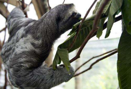 A three-toed sloth (Bradypus) plays at the Aiunau Foundation in Caldas, Colombia on September 15, 2012