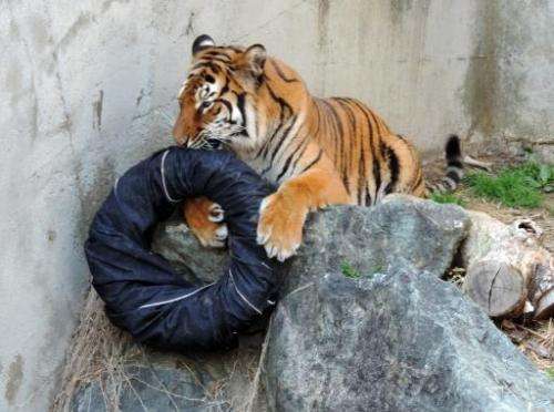 A tiger plays with a denim covered tyre at the Kamine Zoo in Hitachi city in Ibaraki prefecture, eastern Japan